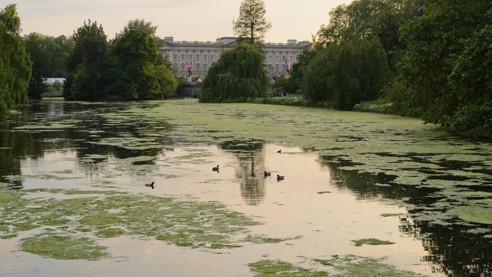 从 St James’s Park 湖面望向树丛后的 Buckingham Palace，水鸟与倒影铺在前景。